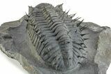 Spiny Drotops Armatus Trilobite - Mrakib, Morocco #244126-3